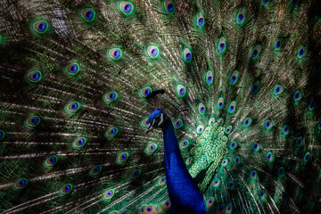 Male peacock displaying his plumage during courtship