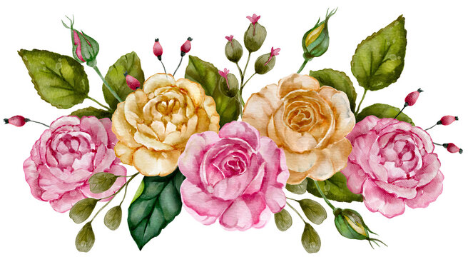 Watercolor pink and yellow rose romantic flower illustration.