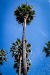 Fototapeta premium palm trees against sky