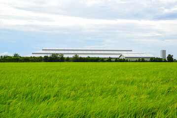 Fototapeta premium View of a rice field with a factory in the middle