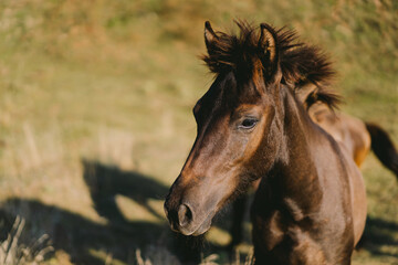 Beautiful horse running and standing in tall grass. Portrait of a horse