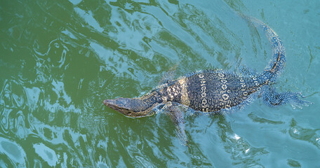 alligator in a pond