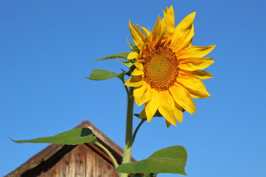 Sunflower on the background of the roof