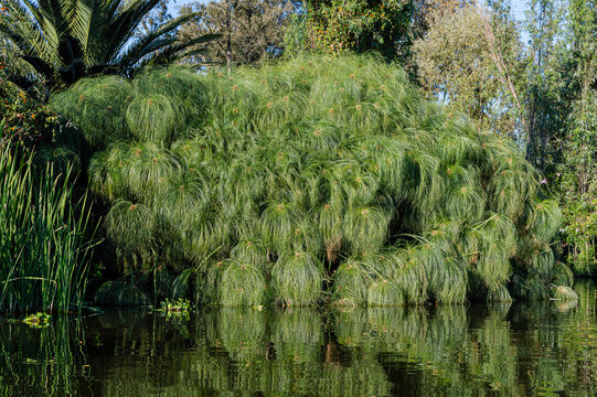Papiro in Xochimilco