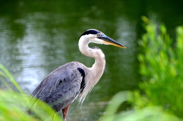 Great Blue Heron Hunting for Dinner, watching people fishing in the rain, hoping for some easy catches on the throw backs, fishing on a canal on Ono Island in Orange Beach, Alabama
