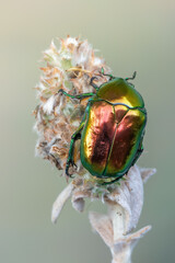 an insect - beetle - Protaetia speciosissima