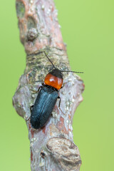 an insect - beetle - Cardiophorus ruficollis
