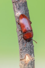 an insect - beetle - Uloma culinaris