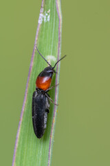 an insect - beetle - Cardiophorus ruficollis