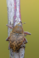 insect - beetle - Curculio glandium © Marek R. Swadzba
