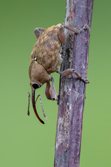 insect - beetle - Curculio glandium © Marek R. Swadzba