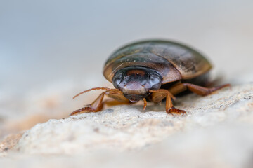 an insect - beetle - Rhantus suturalis