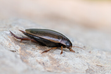an insect - beetle - Rhantus suturalis