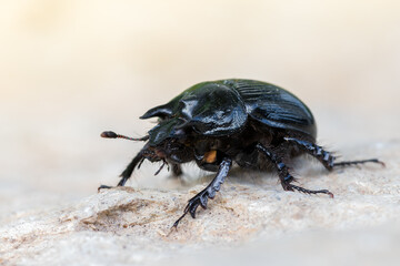 Minotaur Beetle - Typhaeus typhoeus
