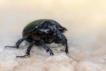 Minotaur Beetle - Typhaeus typhoeus