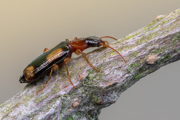 an insect - beetle - Dromius quadrimaculatus