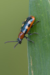 Common Asparagus Beetle - Crioceris asparagi