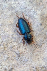 an insect - beetle - Ophonus ardosiacus