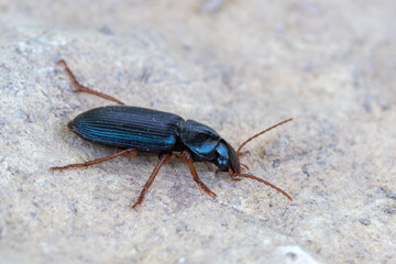 an insect - beetle - Ophonus ardosiacus