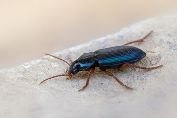 an insect - beetle - Ophonus ardosiacus