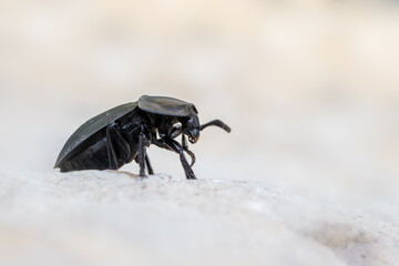 an insect - beetle - Silpha carinata