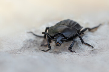 an insect - beetle - Silpha carinata