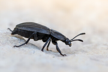 an insect - beetle - Silpha carinata