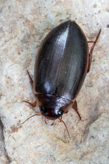 an insect - beetle - Colymbetes fuscus