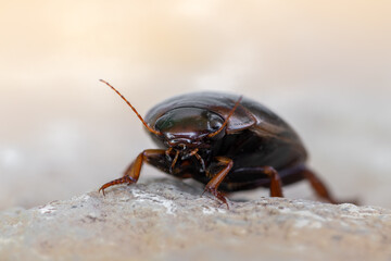 an insect - beetle - Colymbetes fuscus