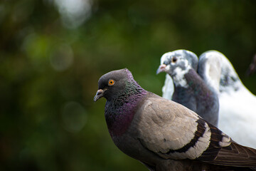 Portrait images of a attractive colourful pigeon with natural view background, selective focus images.