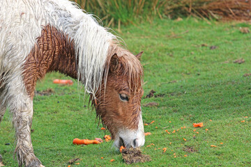 Wild pony grazing on carrots in the rain