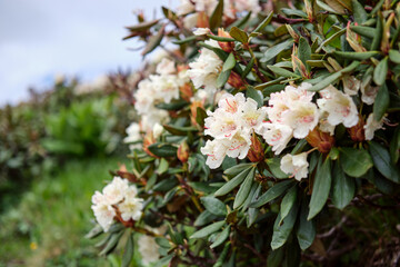 Close-up of white rhododendron flowers against the sky. Floral background. Selective focus.