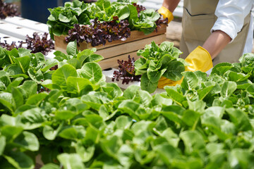 Fototapeta na wymiar Fresh vegetable hydroponic system..Organic vegetables salad growing garden hydroponic farm Freshly harvested lettuce organic for health food Earths day concept.