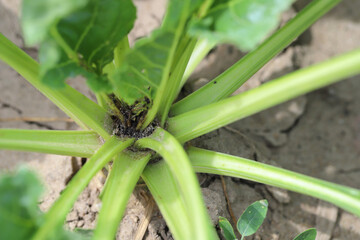 Damaged plants of sugar beet by caterpillars of the beet moth Scrobipalpa ocellatella, is a moth in...