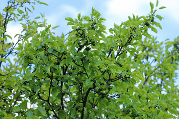 Common buckthorn, Rhamnus catharicus, catharticus. Fruiting shrub.