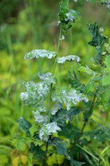 Powdery mildew on oak leaves. This is a dangerous fungal disease caused by Erysiphe alphitoides (Microsphaera alphitoides) fungus.