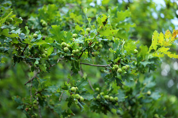 Acorns on a green , leafy branch of a common oak.