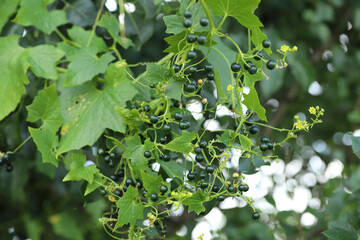 Creeper plant Bryonia alba at the time of fruiting. flowers of a white bryony a climbing, poisonous...