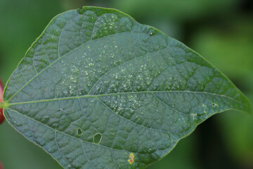 Tetranychus urticae (red spider mite or two-spotted spider mite) is a species of plant-feeding mite a pest of many plants. Damage on the bean leaves.