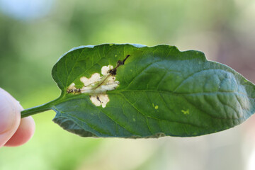 Tomato leaf infestation. Mining between upper and lower leaf surface by Tuta absoluta resulting in clear patches often filled with frass.