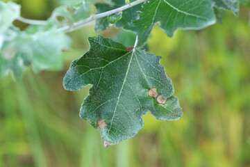 White poplar leaf with symptoms of infection, fungal disease.