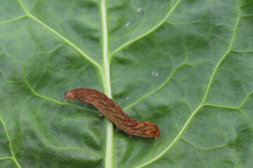 Caterpillar moth of the family Noctuidae - owlet moths, armyworm on sugar beet leaf. It is a...