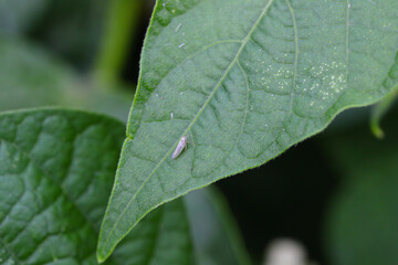 Macrosteles laevis leafhopper from the family Cicadellidae on a bean leaf.