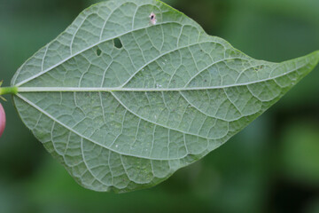 Tetranychus urticae (red spider mite or two-spotted spider mite) is a species of plant-feeding mite a pest of many plants. Damage on the bean leaves.