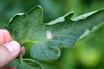 Tomato leaf infestation. Mining between upper and lower leaf surface by Tuta absoluta resulting in clear patches often filled with frass.