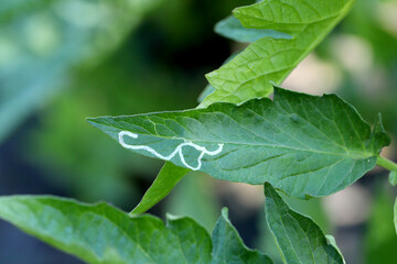 Tomato leaf infestation. Mining between upper and lower leaf surface by Tuta absoluta resulting in clear patches often filled with frass.