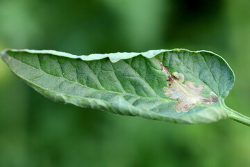 Tomato leaf infestation. Mining between upper and lower leaf surface by Tuta absoluta resulting in clear patches often filled with frass.