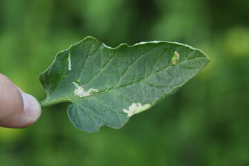 Tomato leaf infestation. Mining between upper and lower leaf surface by Tuta absoluta resulting in clear patches often filled with frass.