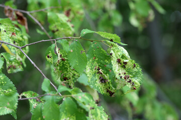 Gall of Elm-grass aphid or Elm sack gall aphid (Tetraneura ulmi) on green leaf of Ulmus glabra or Wych elm.