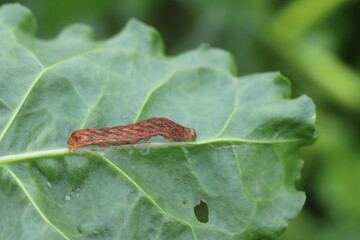 Caterpillar moth of the family Noctuidae - owlet moths, armyworm on sugar beet leaf. It is a dangerous pest.